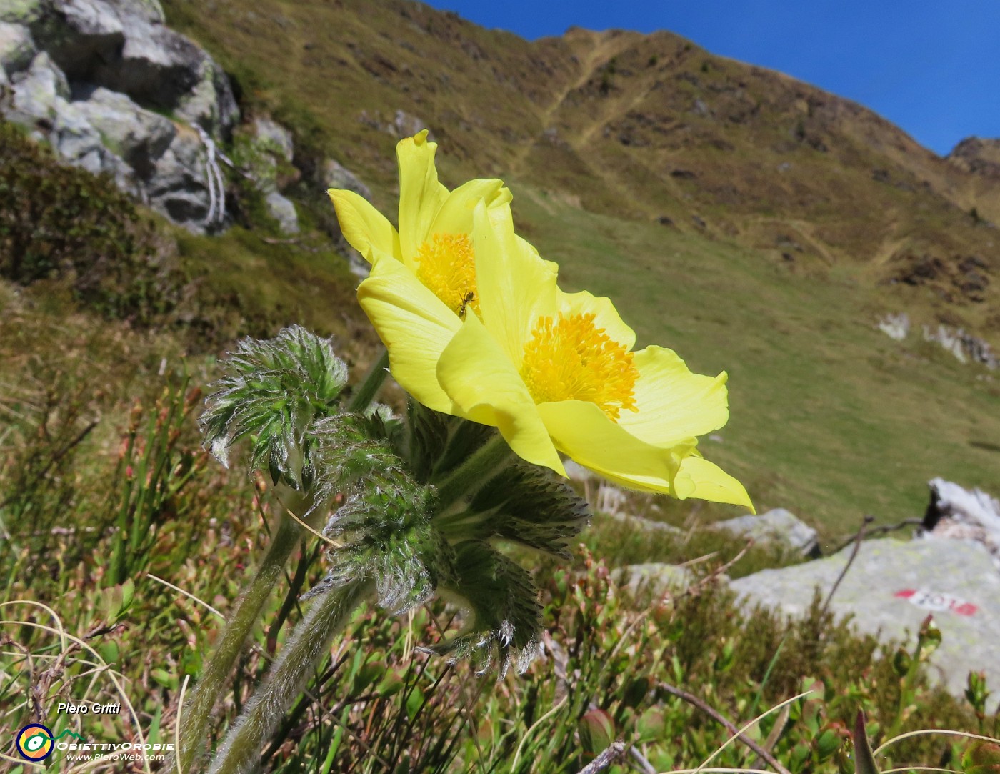 61 Pulsatilla alpina sulphurea (Anemone alpino) con formica ospite.JPG